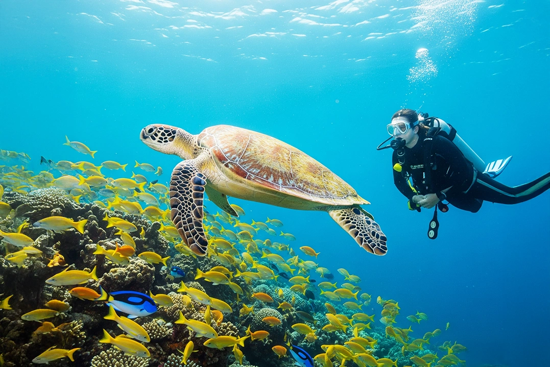 Faune marine à Pontal : tortues & dauphins depuis Casa Elia